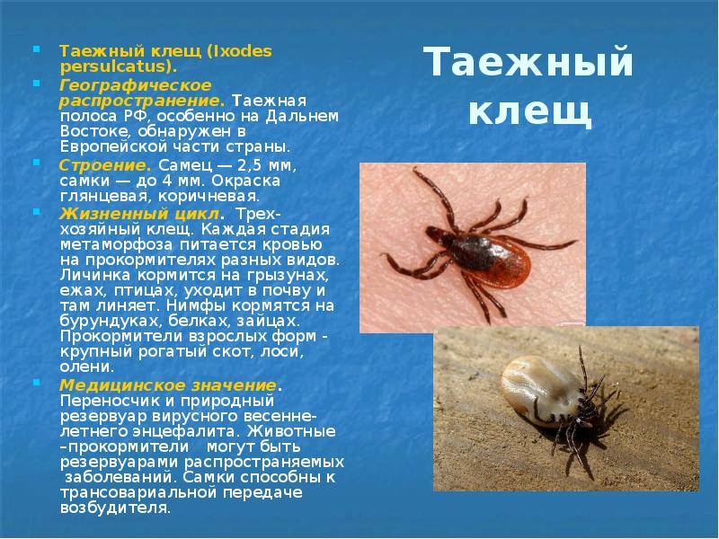 Таежный клещ Таежный клещ (Ixodes persulcatus).  Географическое распространение. Таежная полоса