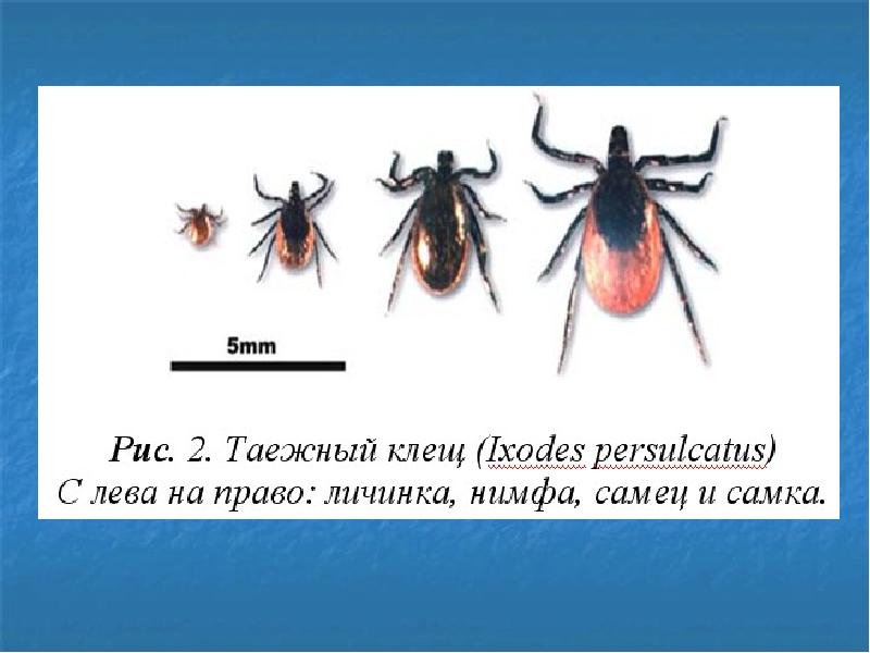 Презентация медицинская арахноэнтомология