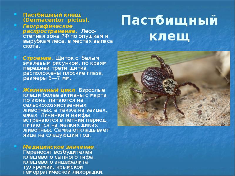 Пастбищный клещ Пастбищный клещ (Dermacentor pictus). Географическое распространение. Лесо-степная зона РФ