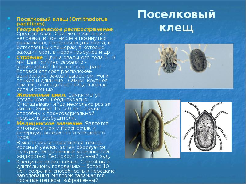 Поселковый клещ Поселковый клещ (Ornithodorus papilliреs). Географическое распространение. Средняя Азия. Обитает