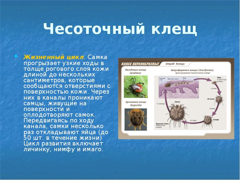 Чесоточный клещ Жизненный цикл. Самка прогрызает узкие ходы в толще рогового