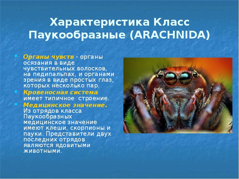 Характеристика Класс Паукообразные (ARACHNIDA) Органы чувств - органы осязания в виде