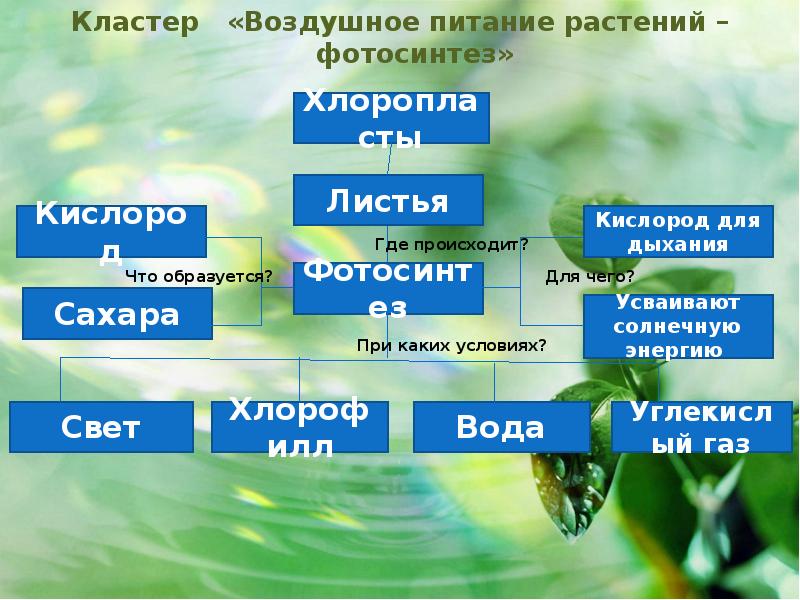 Каково значение фотосинтеза в природе. Кластер фотосинтез. Воздушное питание фотосинтез. Кластер воздушное питание растений фотосинтез. Кластер на тему фотосинтез.