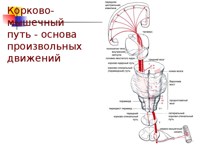 Нисходящий пирамидный путь. Передний корково-спинномозговой (пирамидный) путь. Корково ядерный путь анатомия. Пирамидный корково-ядерный путь. Корково мышечный путь строение.