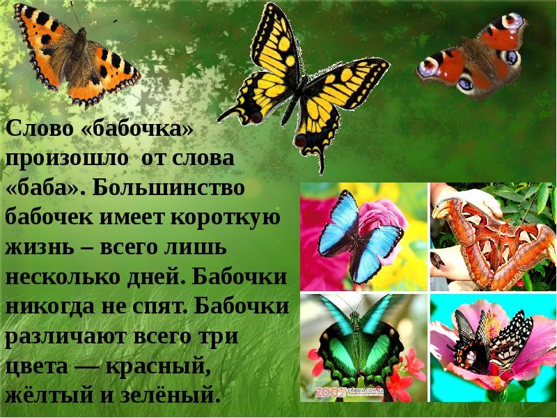 Бабочка составить слова. Текст про бабочек. Художественное слово про бабочку. Происхождение слова бабочка. Бабочки различают цвета.