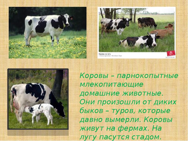 Корова доклад 3 класс окружающий. Корова описание. Корова для презентации. Презентация корова домашнее животное. Доклад про корову.