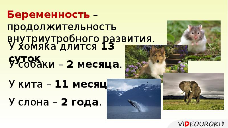 Размножение и развитие млекопитающих тест 7 класс. Презентация на тему размножение и развитие млекопитающих.