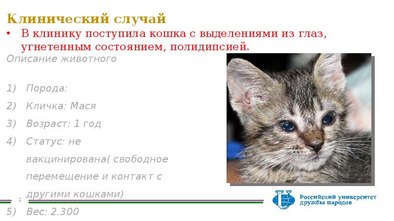 Лечение ринотрахеита у кошек схема лечения
