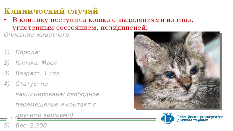 Ринотрахеит у котенка схема лечения