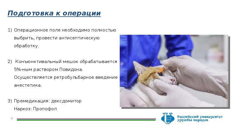 Ринотрахеит кошек презентация