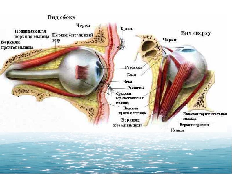 Глазные яблоки расположены в парных углублениях черепа. Структура глазного яблока мышцы. Анатомические структуры глазного яблока. Строение глазного яблока человека. Мышцы глазного яблока анатомия блок.