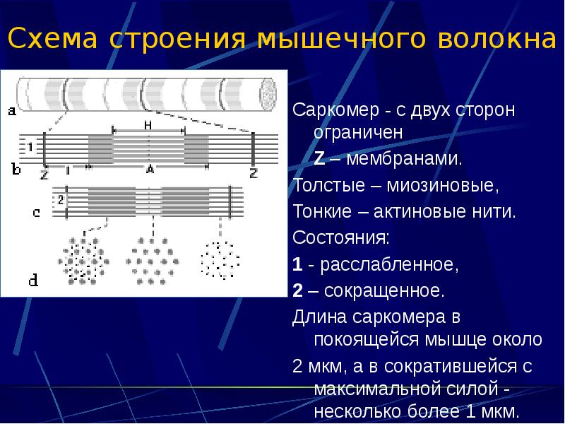 Мышечные волокна матки. Схема саркомера мышечного волокна. Строение мышечного волокна ЕГЭ. Длина саркомера. Триада мышечного волокна.