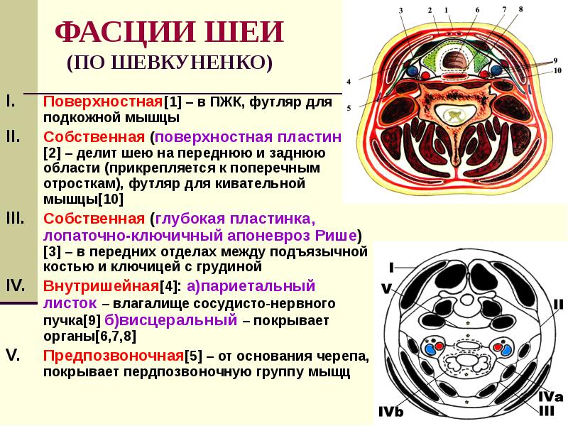 Нарисовать в тетради схему фасций шеи по в н шевкуненко