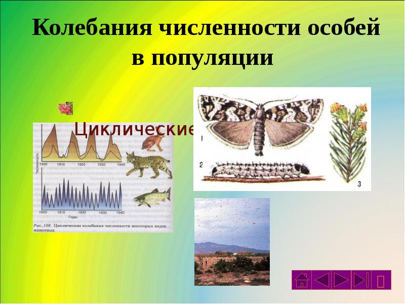 Колебания численности популяции презентация