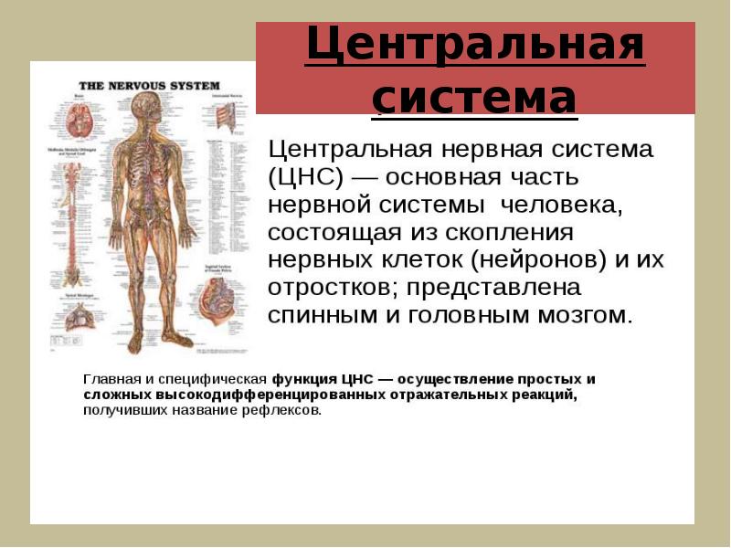 Автономный отдел нервной системы нейрогуморальная регуляция презентация 8 класс