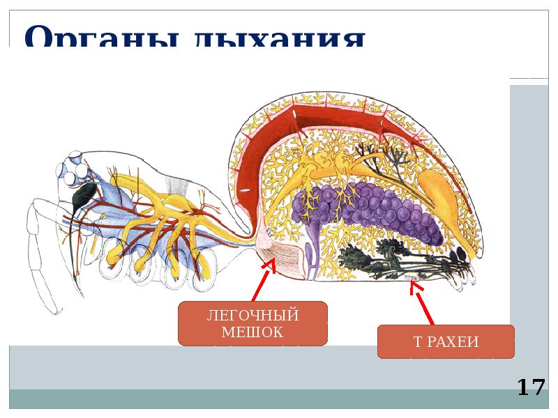 Паукообразные дыхательная система. Органы груди у паукообразных. Транспорт веществ у паукообразных. Способ дыхания паука. Дыхание паукообразных co2.