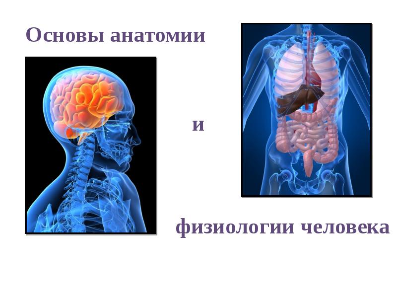 Основы анатомии и физиологии человека презентация