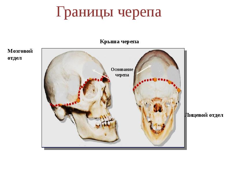 Граница мозгового отдела черепа. Границы черепа. Граница между мозговым и лицевым отделом черепа. Границы лицевого отдела черепа. Крыша и основание черепа.