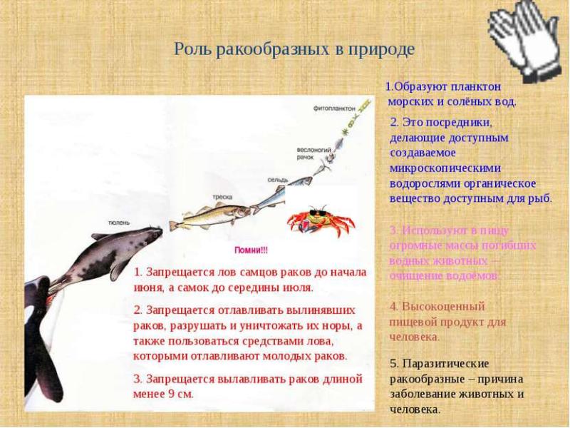 Презентация беспозвоночные животные презентация 5 класс