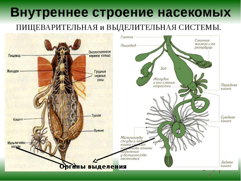 Презентация пищеварение беспозвоночных