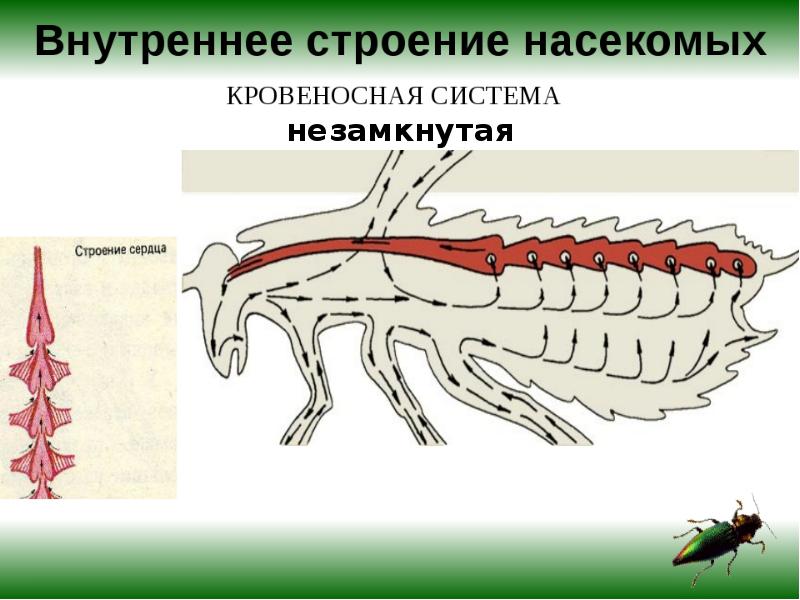 Беспозвоночные животные рисунок