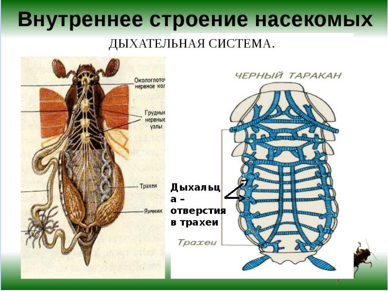 Внутреннее строение насекомого рисунок