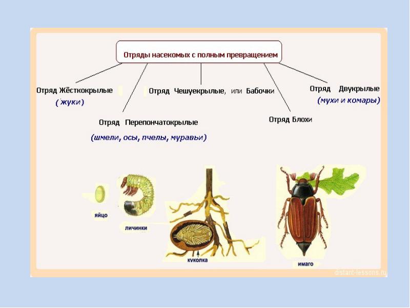 Беспозвоночные животные презентация 6 класс