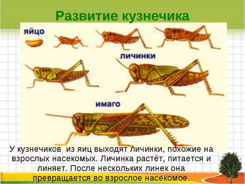 Презентация беспозвоночные животные