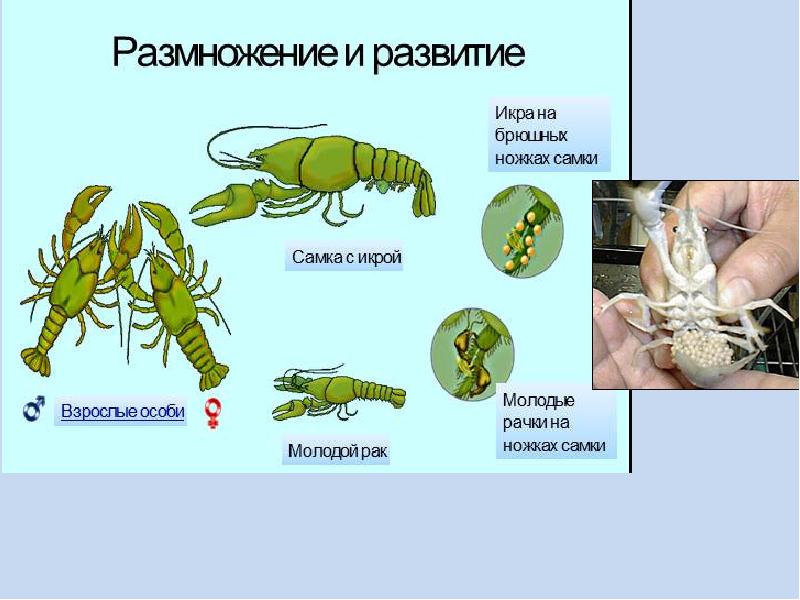 Беспозвоночные животные презентация 6 класс