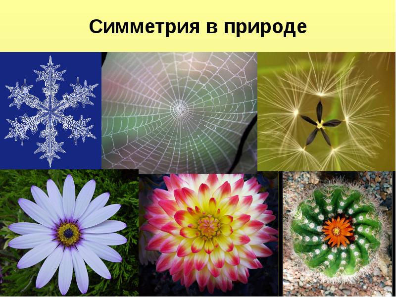 Центральная симметрия примеры из жизни картинки