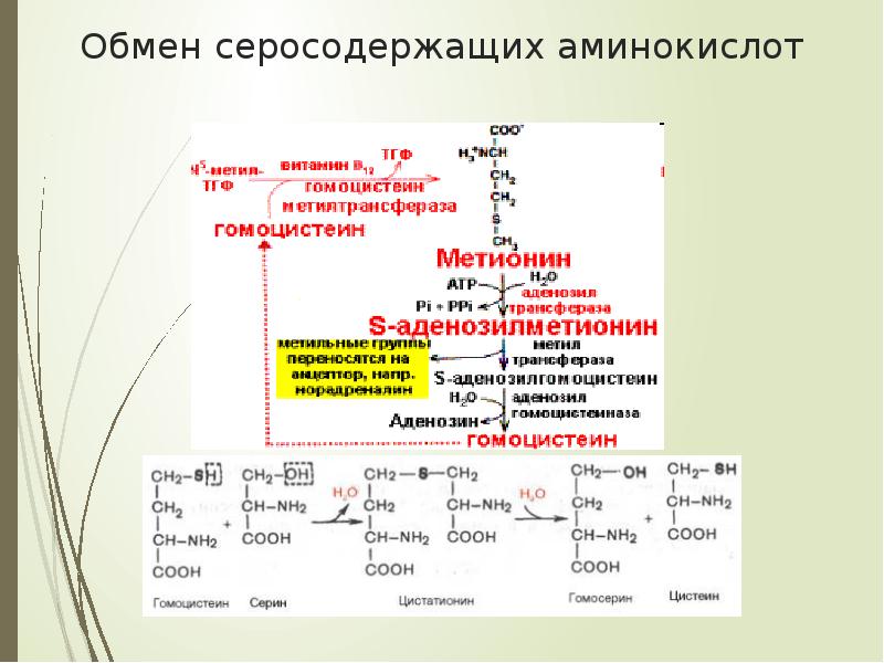 Азотистый баланс презентация