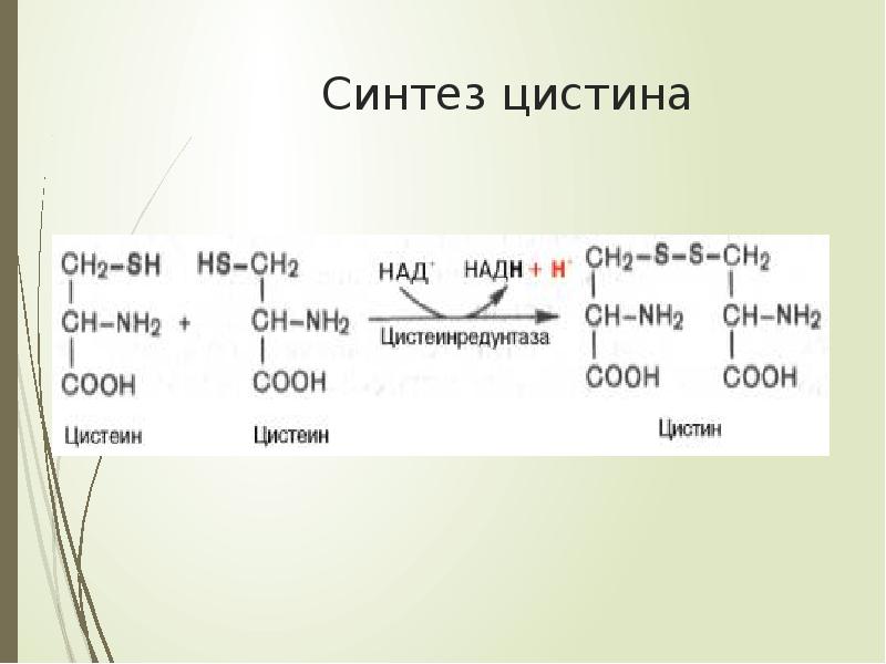 Азотистый баланс презентация