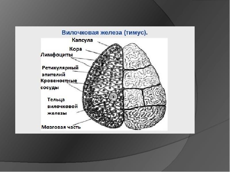 Вилочковая железа физиология презентация