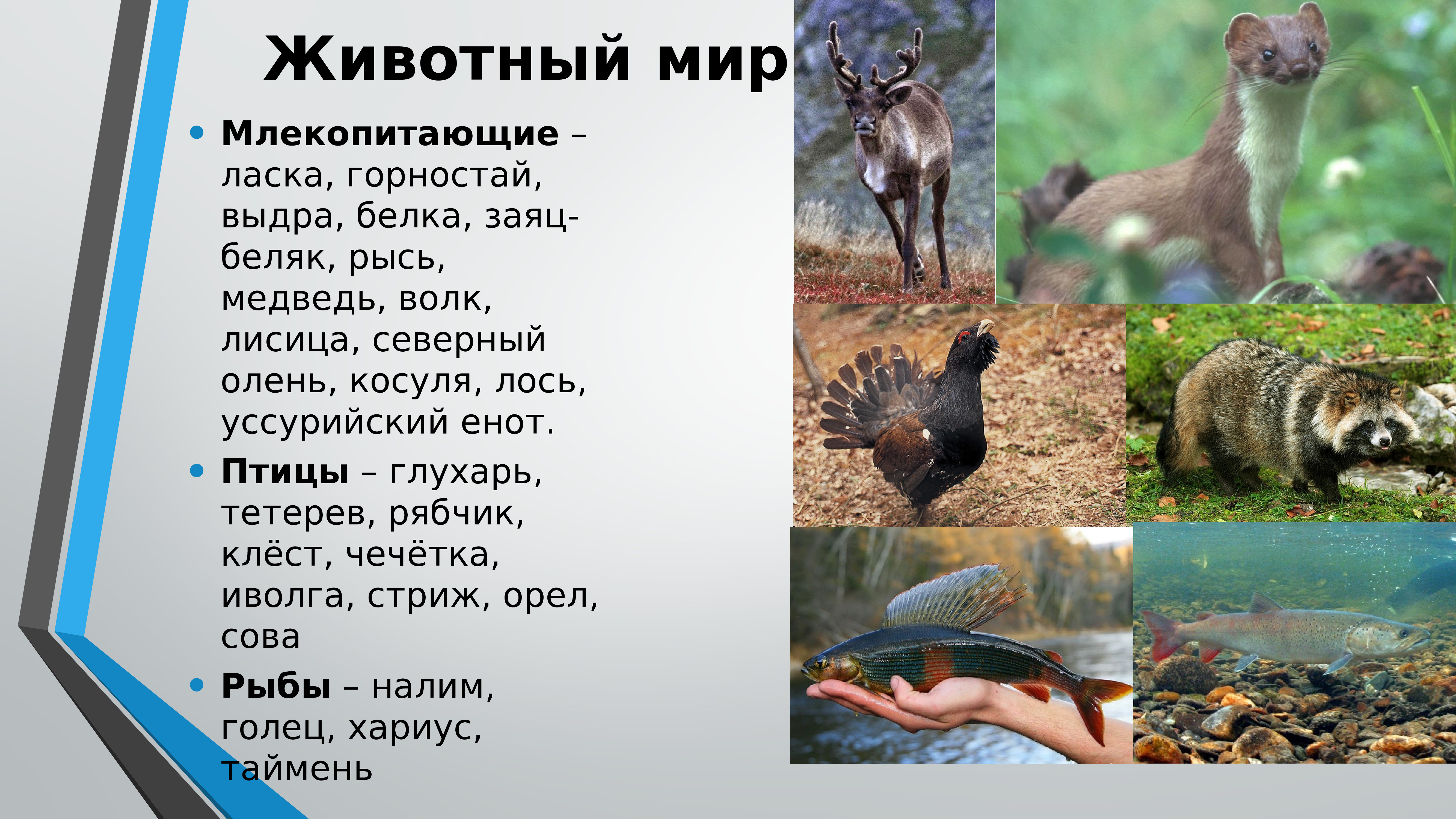 Монгольская белка. Белка песчанка. Тамарисковая песчанка. Полуденная песчанка. Песчанка грызун.