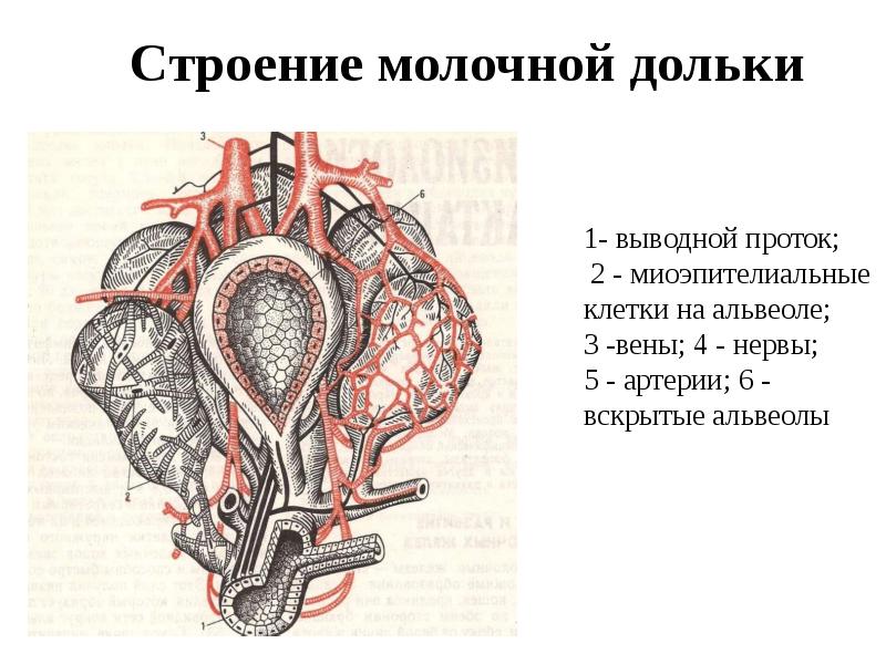 Стенка альвеолы состоит вымени