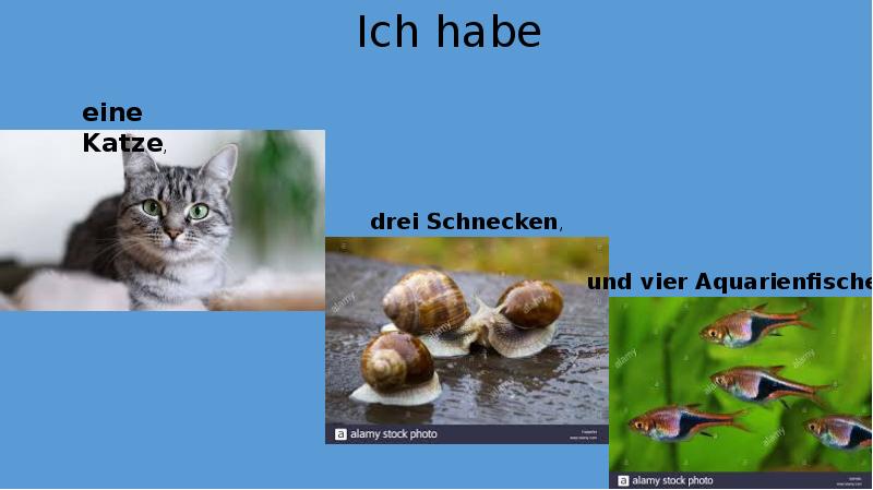 Hast du eine katze