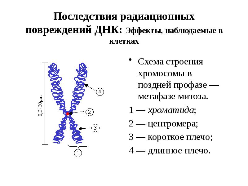 Схема строения хромосомы