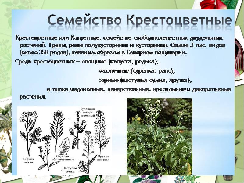 Что такое крестоцветные овощные культуры