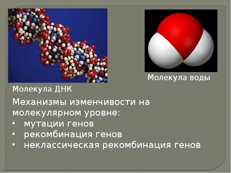 Молекулярный уровень организации. Молекулярный уровень. Уровни организации мутации. Молекулярный уровень примеры. Молекулярный уровень жизни презентация.