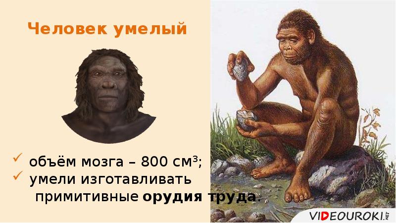 Человек умелый Человек умелый