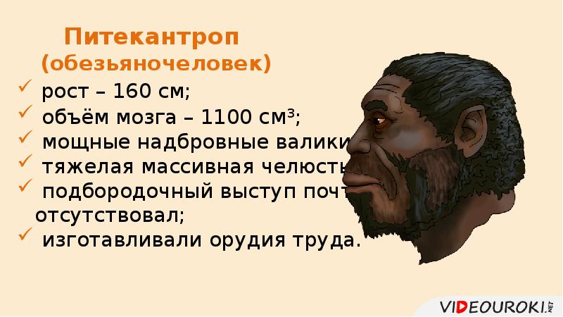 Питекантроп (обезьяночеловек) Питекантроп (обезьяночеловек)