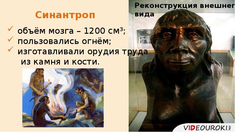 Синантроп Синантроп