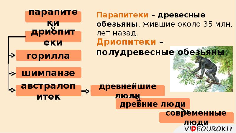 Парапитеки – древесные обезьяны, жившие около 35 млн. лет назад.
Парапитеки Парапитеки – древесные обезьяны, жившие около 35 млн. лет назад.
Парапитеки