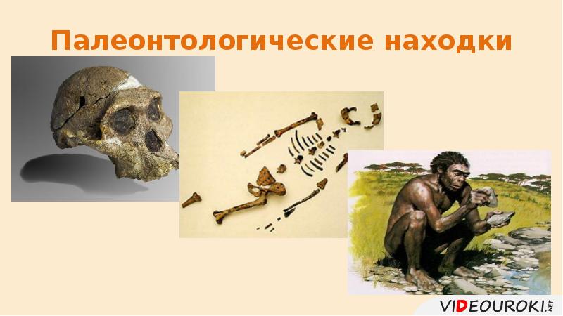 Палеонтологические находки Палеонтологические находки
