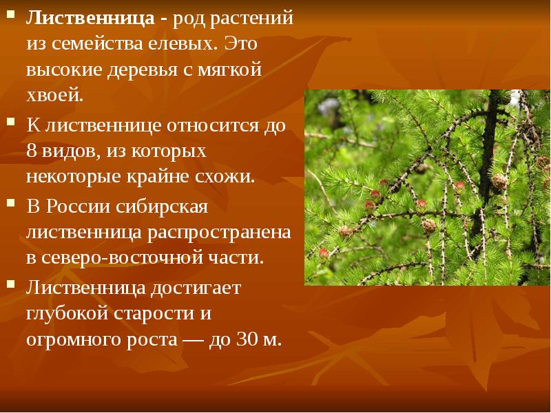 Род растений. Лиственница Сибирская принадлежит к роду сибирских растений. Лиственница род семейство. Лиственница относится. Лиственница отдел растений.