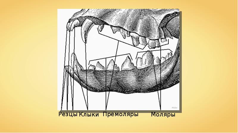 На рисунке изображена зубная система животного представители какого класса