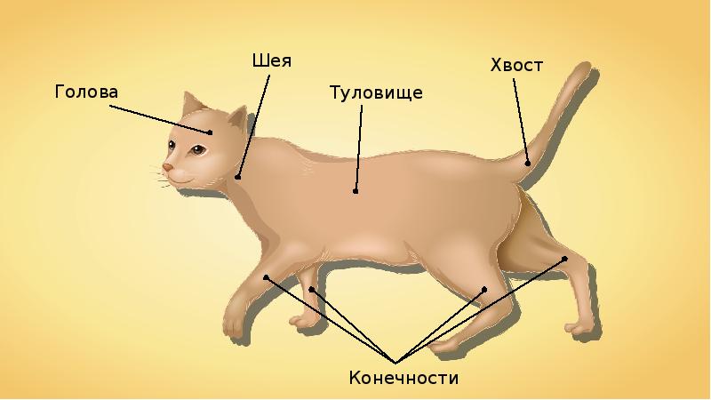 Изучить общий план строения тела млекопитающих котенок