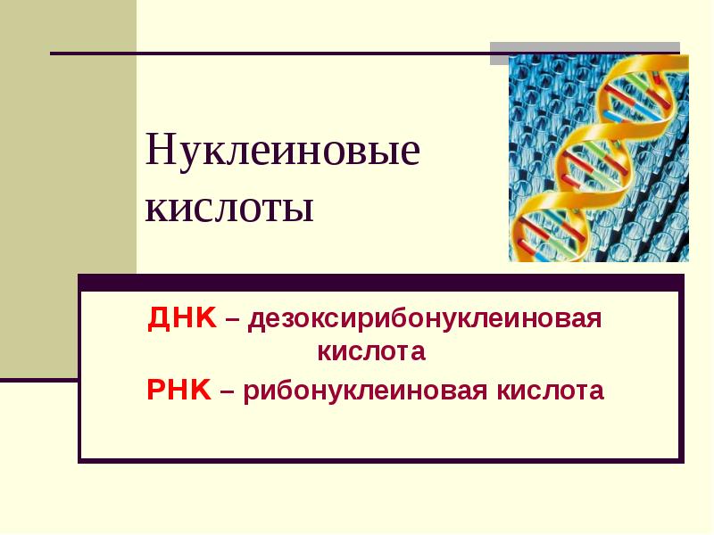 Рибонуклеиновая Кислота Купить В Аптеке