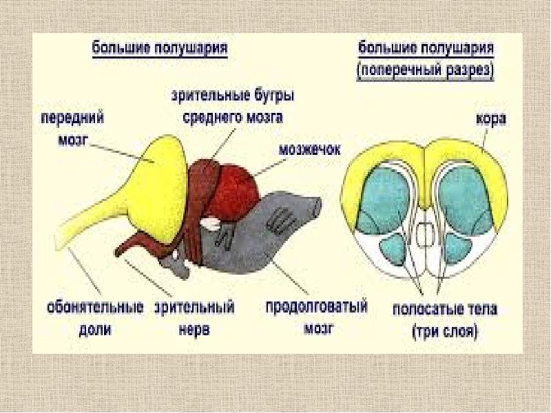 Мозг амфибий и рептилий. Мозг рептилий и птиц. Отделы головного мозга земноводных. Диафрагма у пресмыкающихся. Средний мозг рыб.земноводных рептилий птиц слекгпитающту.