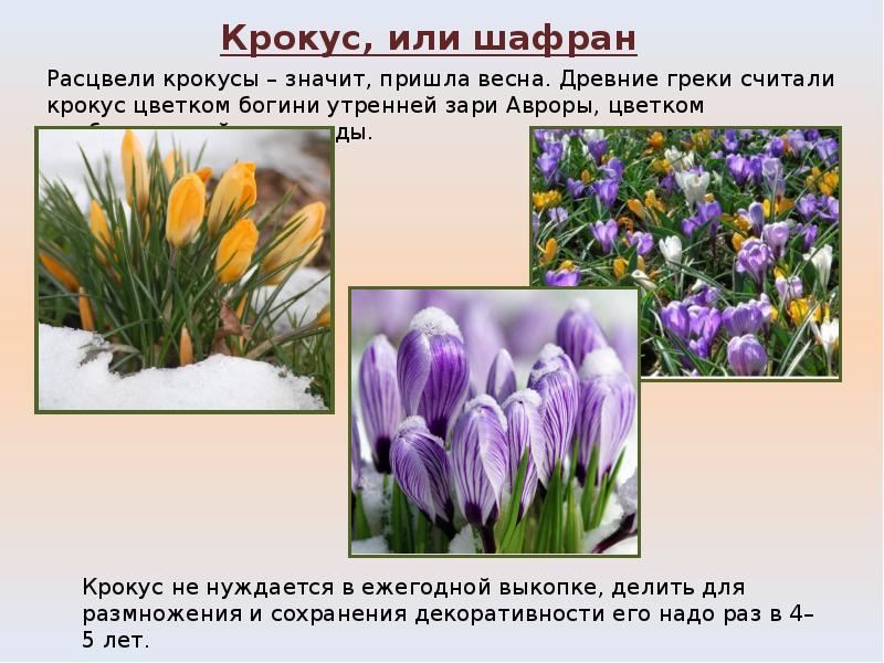 Почему именно крокус выбрали. Шафран весенний первоцвет. Первоцветы, Крокус Колокольчиковые. Первоцветы Крокус узколистый в Крыму. Крокусы для презентации.